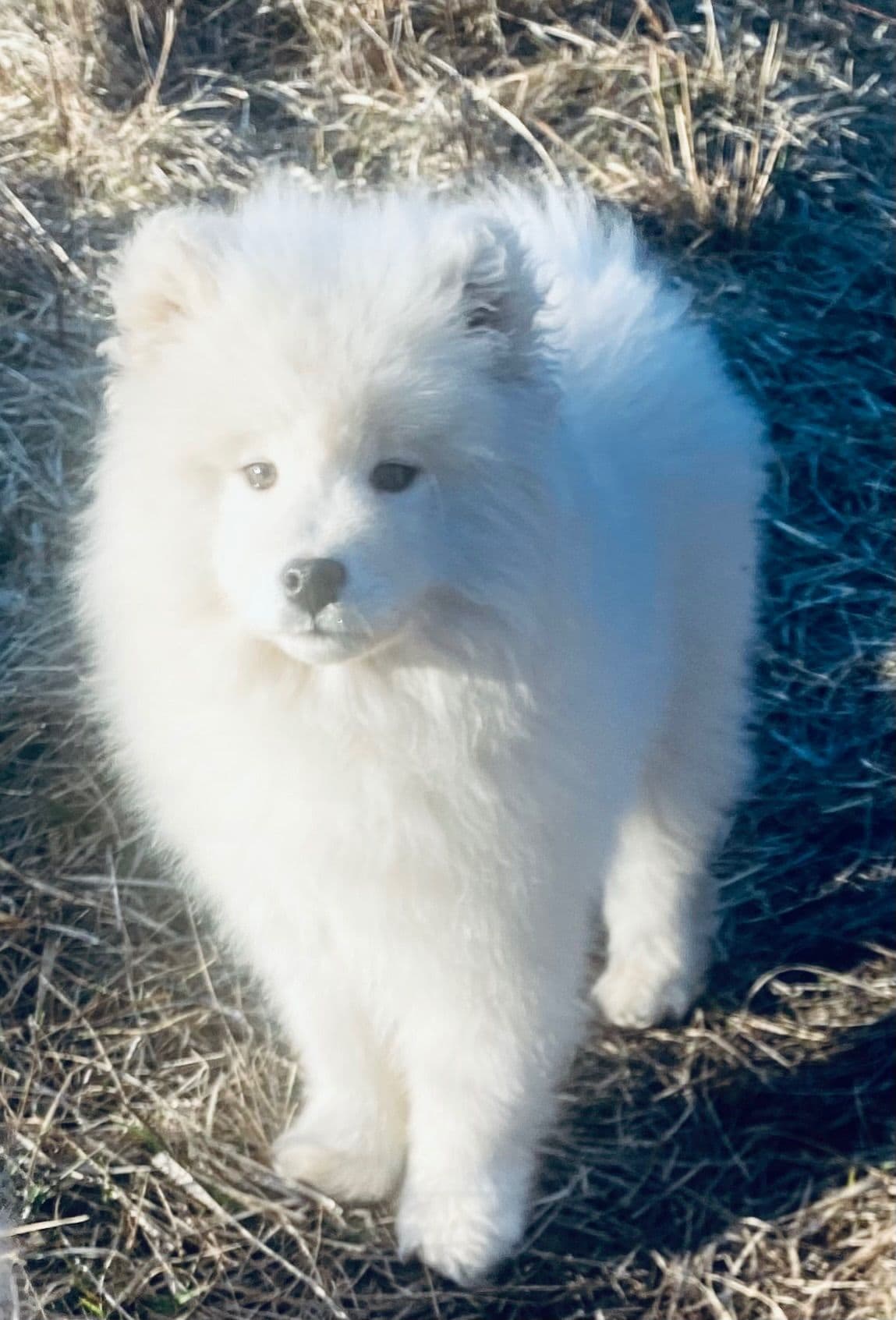 Samoyed Russian Champion Bloodline puppies and adults available breeder image 26