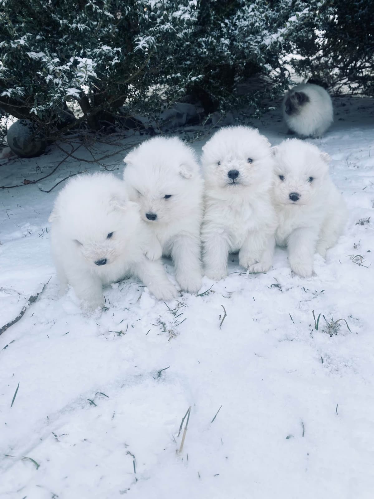 Samoyed Russian Champion Bloodline puppies and adults available breeder image 30