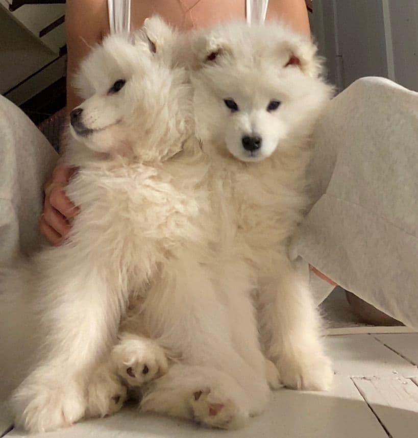 Samoyed Russian Champion Bloodline puppies and adults available breeder image 4