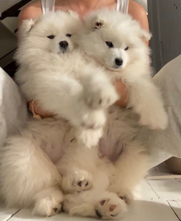 Samoyed Russian Champion Bloodline puppies and adults available breeder image 20
