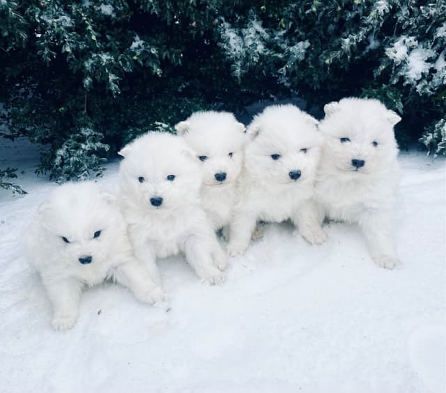 Samoyed Russian Champion Bloodline Puppies and Adults media 7