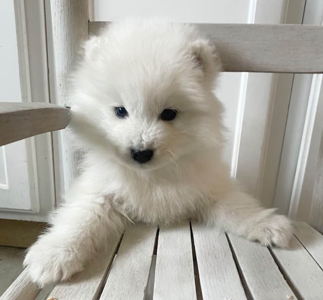 Samoyed Russian Champion Bloodline Puppies and Adults media 8
