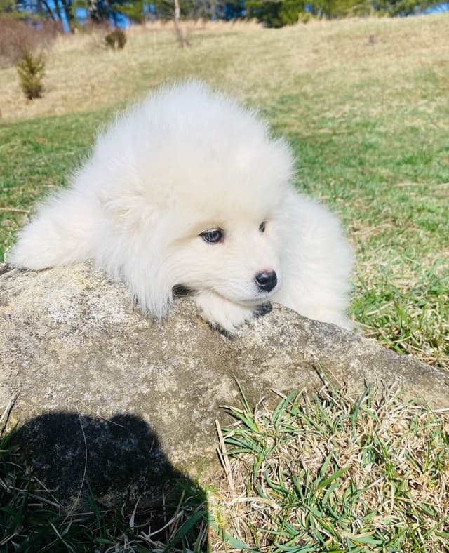 Samoyed Russian Champion Bloodline Puppies and Adults media 6
