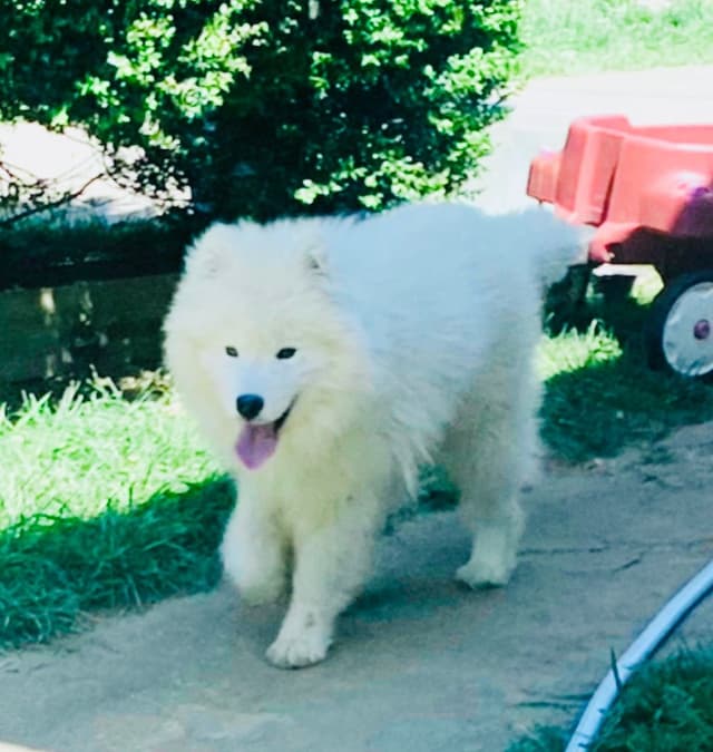 Female Samoyed Russian Champion Bloodlines media 7