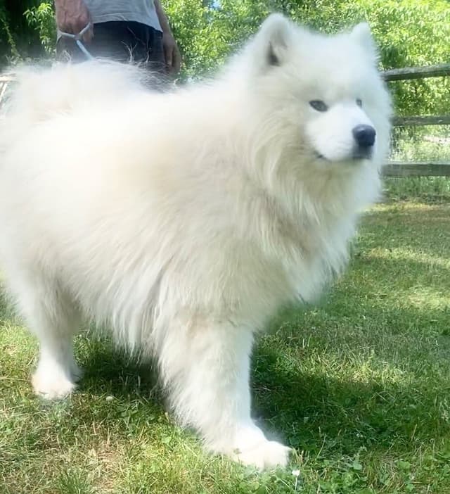 Female Samoyed Russian Champion Bloodlines media 10