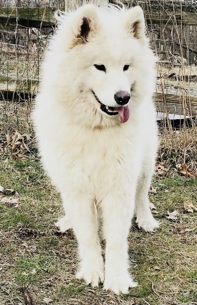 Female Samoyed Russian Champion Bloodlines media 11