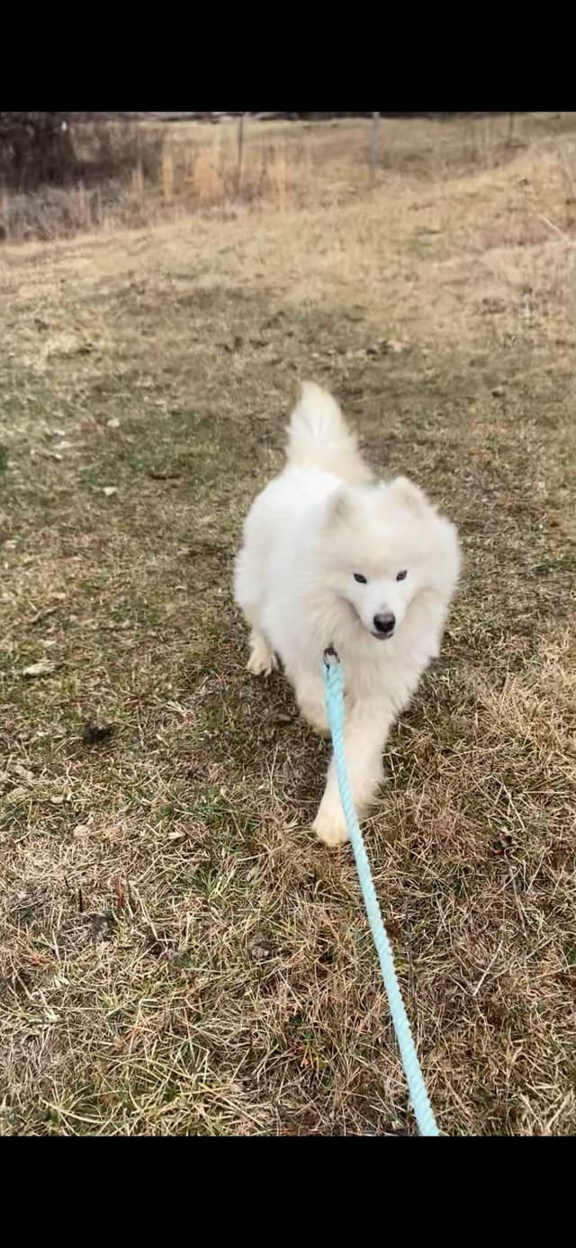 Female Samoyed Russian Champion Bloodlines media 9