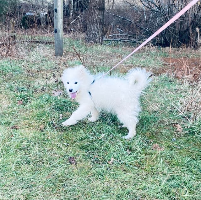 Samoyed Russian Champion Bloodline Puppies and Adults media 4