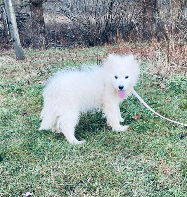 Samoyed Russian Champion Bloodline Puppies and Adults media 5