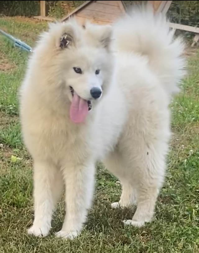 Female Samoyed Russian Champion Bloodlines media 5
