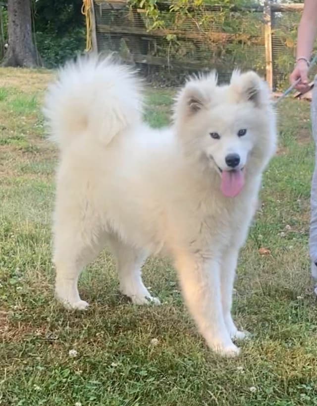 Female Samoyed Russian Champion Bloodlines media 6