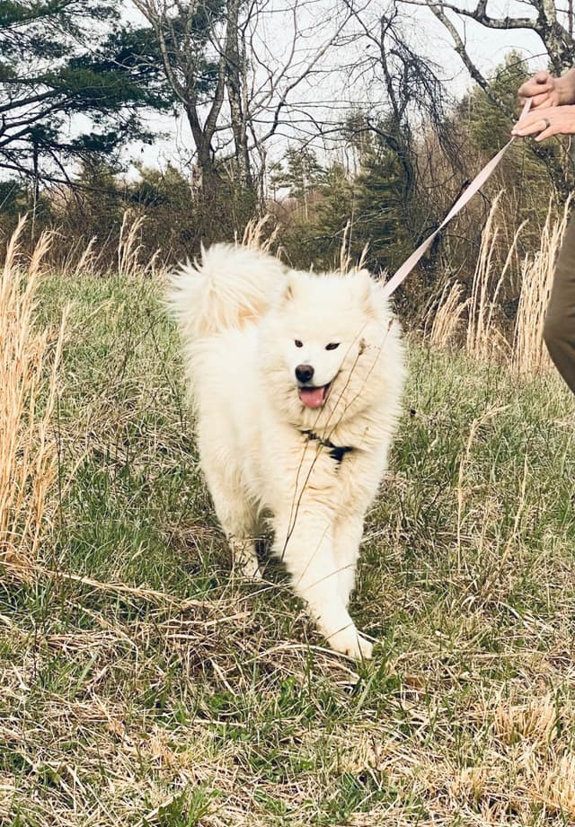 Female Samoyed Russian Champion Bloodlines media 4