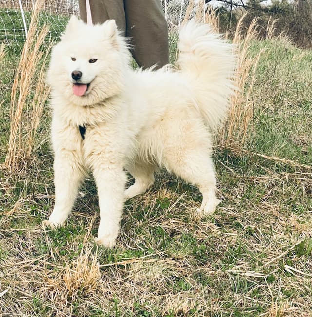 Female Samoyed Russian Champion Bloodlines media 2