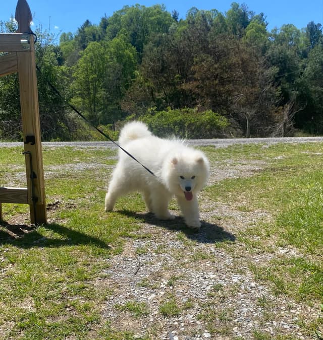 Samoyed Russian Champion Bloodline puppies and adults available media 5
