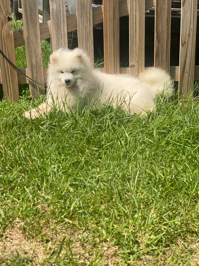 Samoyed Russian Champion Bloodline puppies and adults available media 2