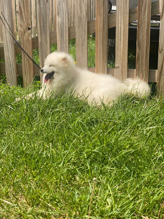 Samoyed Russian Champion Bloodline puppies and adults available media 4