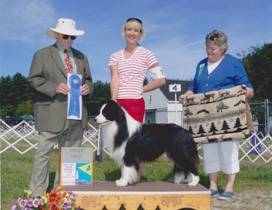 Border Collie Puppies breeder image 4