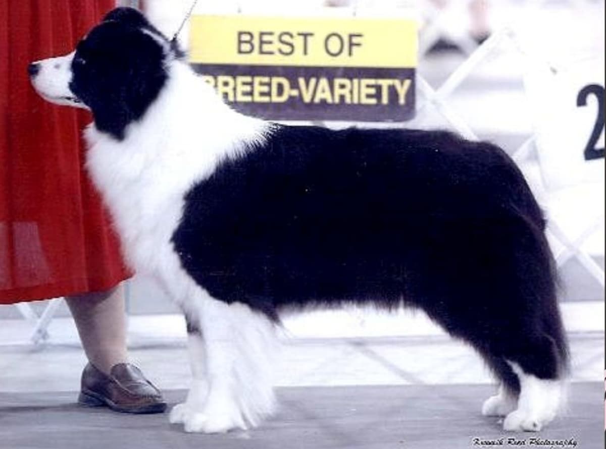 Border Collie Puppies breeder image 5