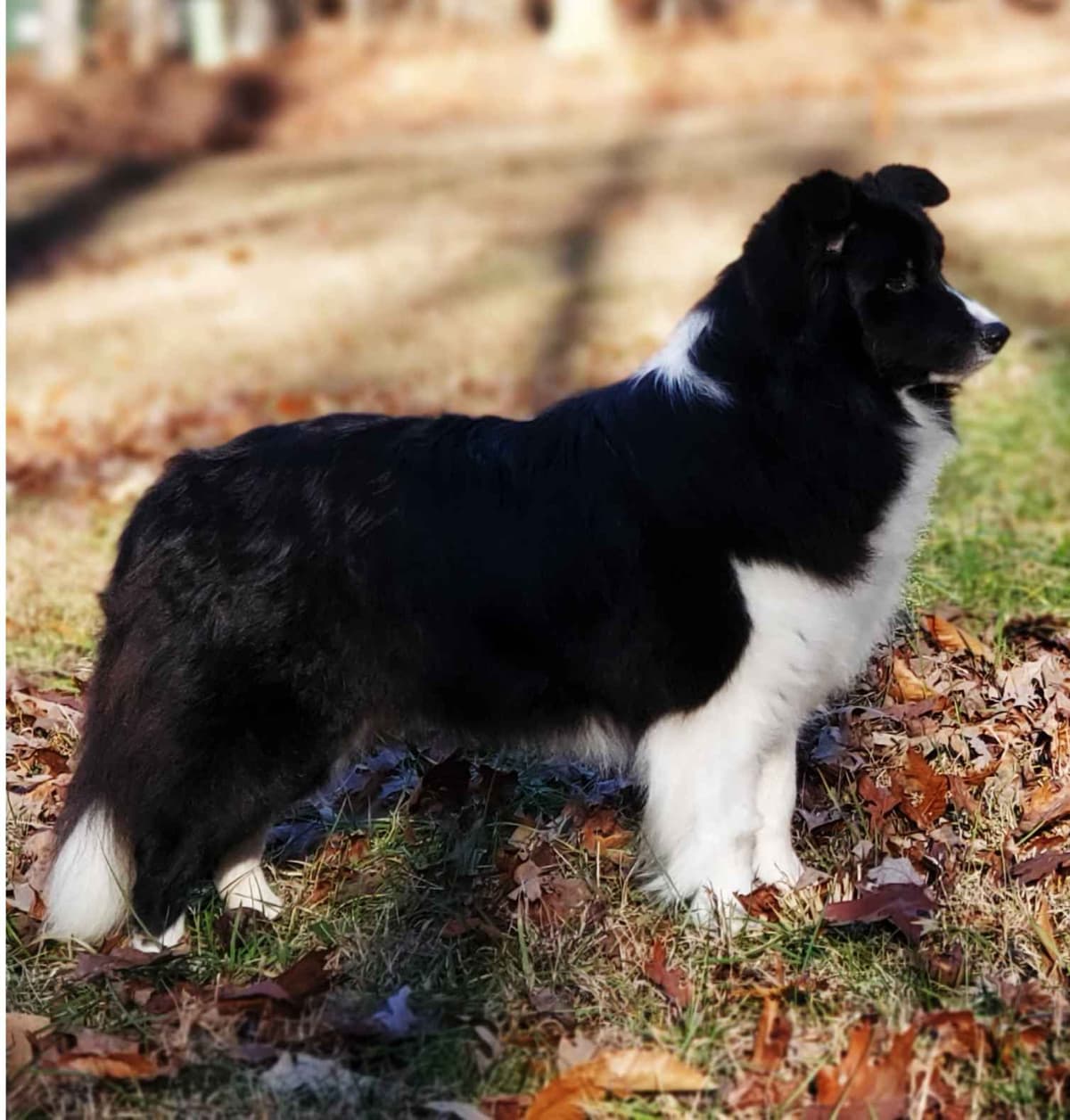 Border Collie Puppies breeder image 6