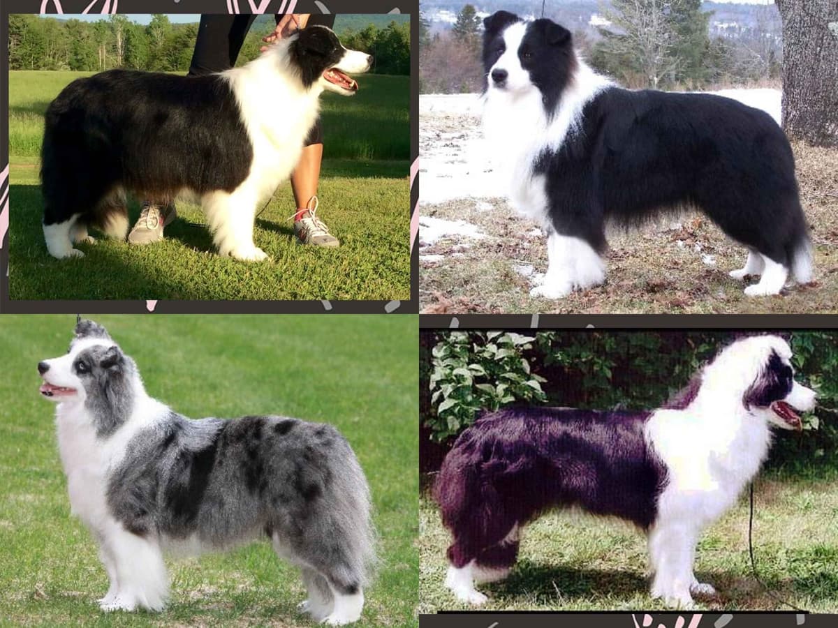 Border Collie Puppies breeder image 7