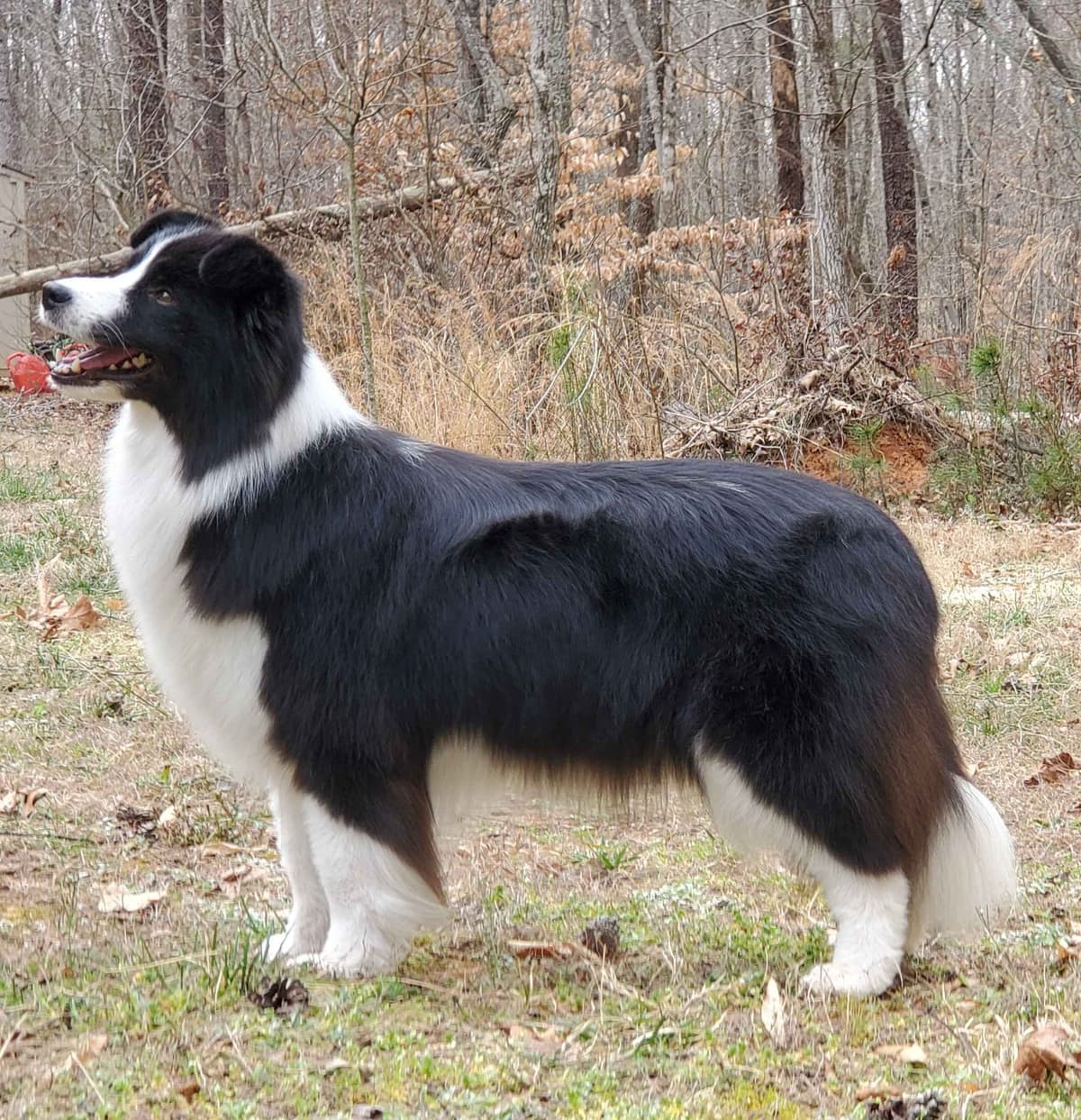 Border Collie Puppies breeder image 8