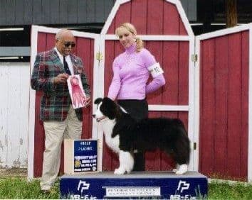 Border Collie Puppies breeder image 9