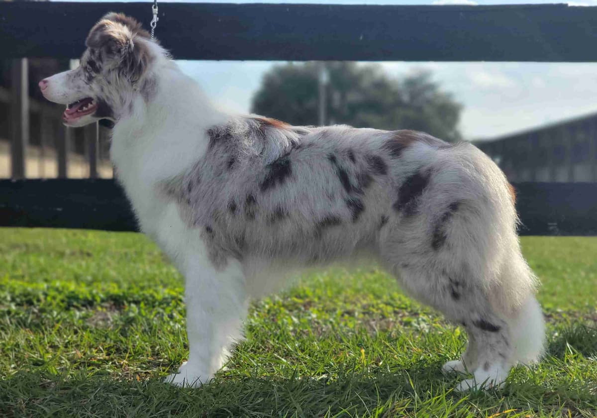 Border Collie Puppies breeder image 10