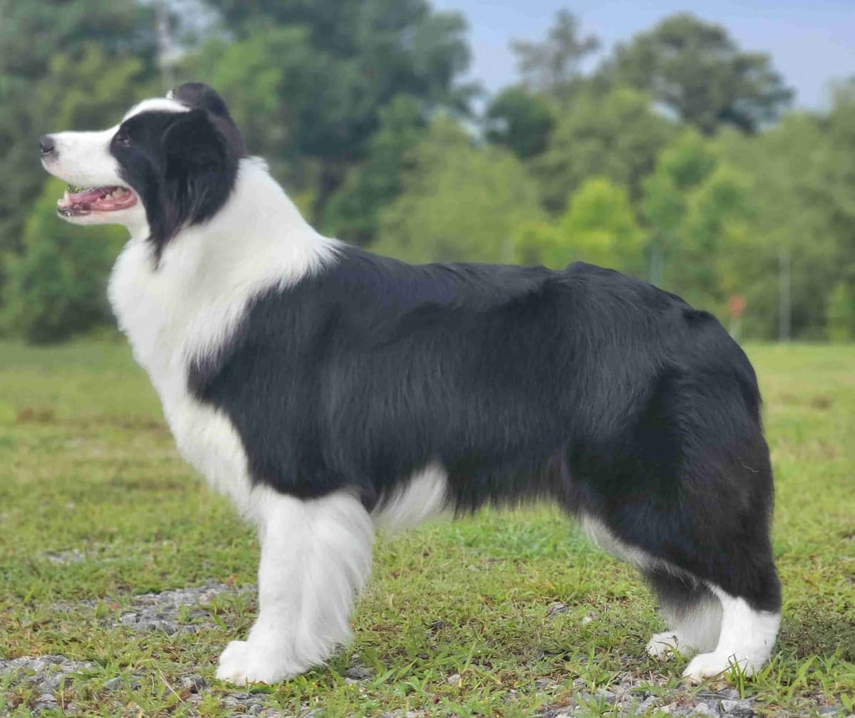 Border Collie Puppies breeder image 1