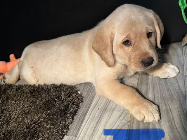 Labrador Retriever Puppies media 2