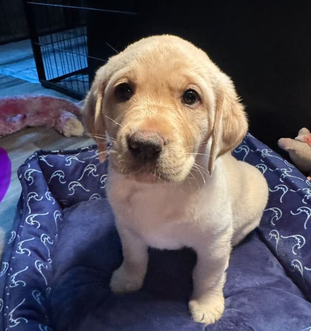 Labrador Retriever Puppies media 3