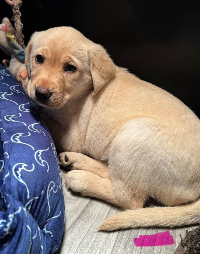 Labrador Retriever Puppies media 4