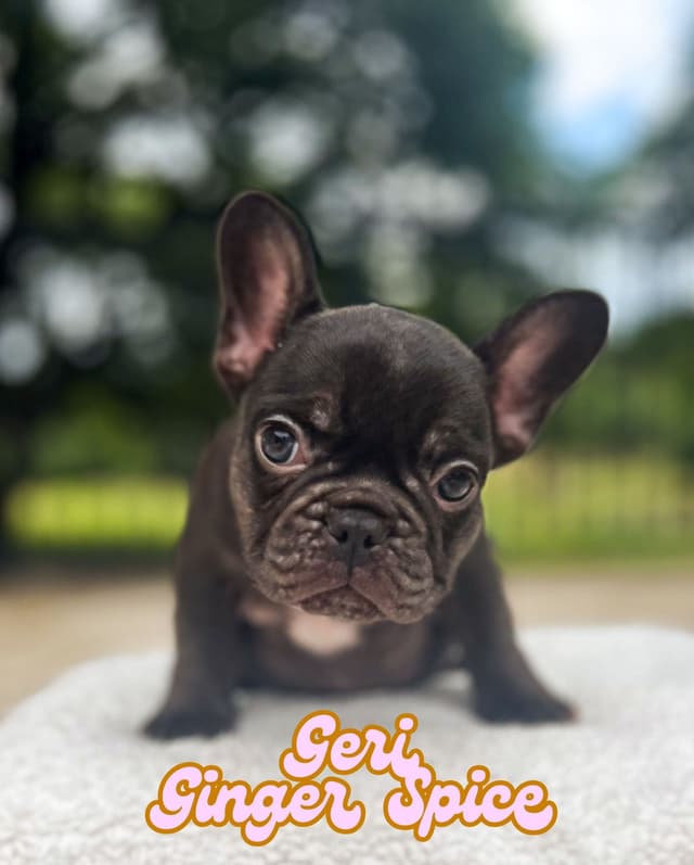 French Bulldog Puppies (females) media 2