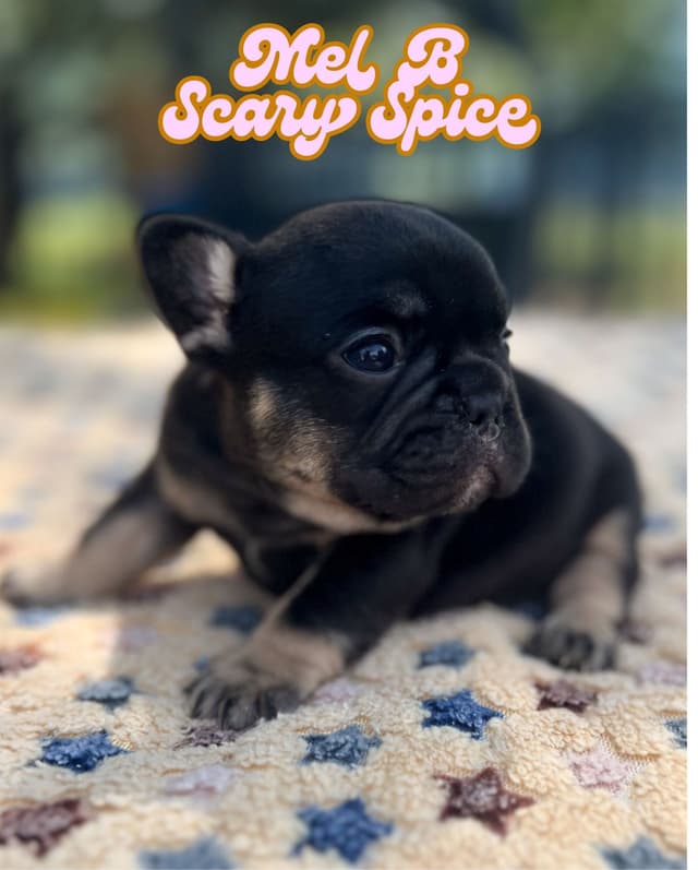 French Bulldog Puppies (females) media 3