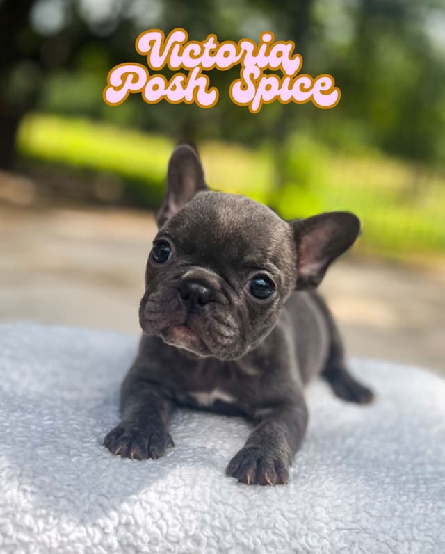 French Bulldog Puppies (females) media 5
