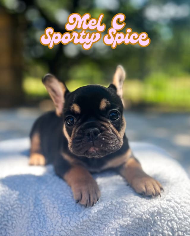 French Bulldog Puppies (females) media 4