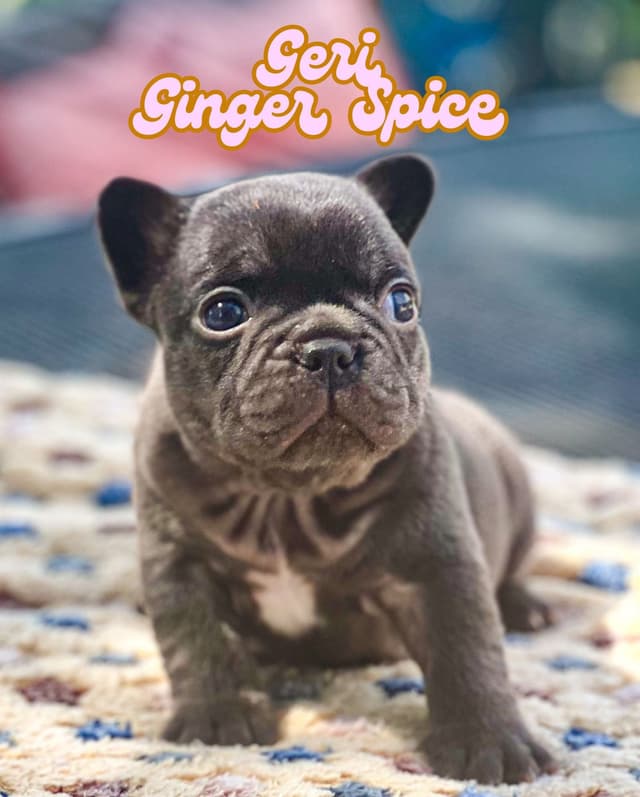 French Bulldog Puppies (females) media 7
