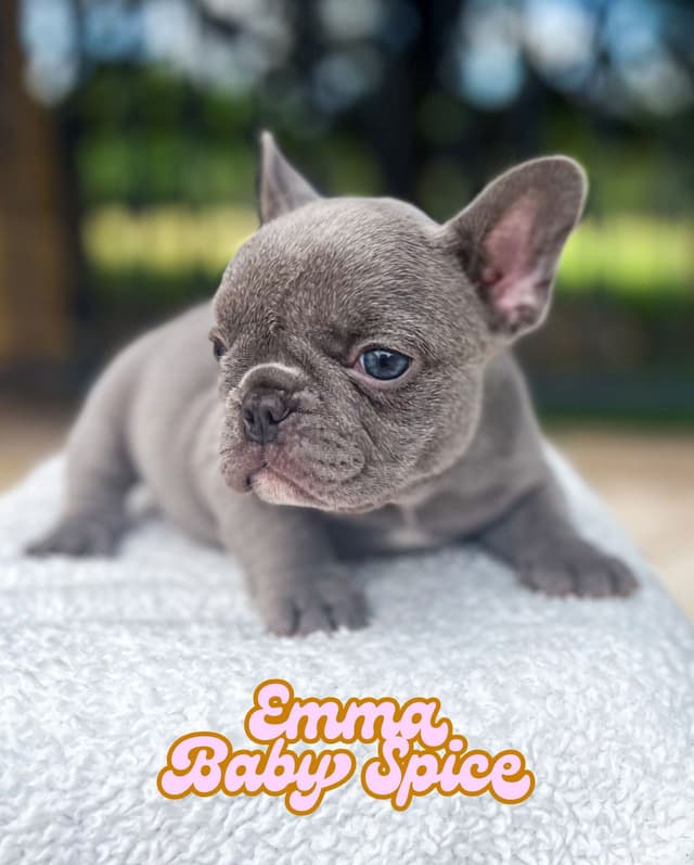 French Bulldog Puppies (females) media 8