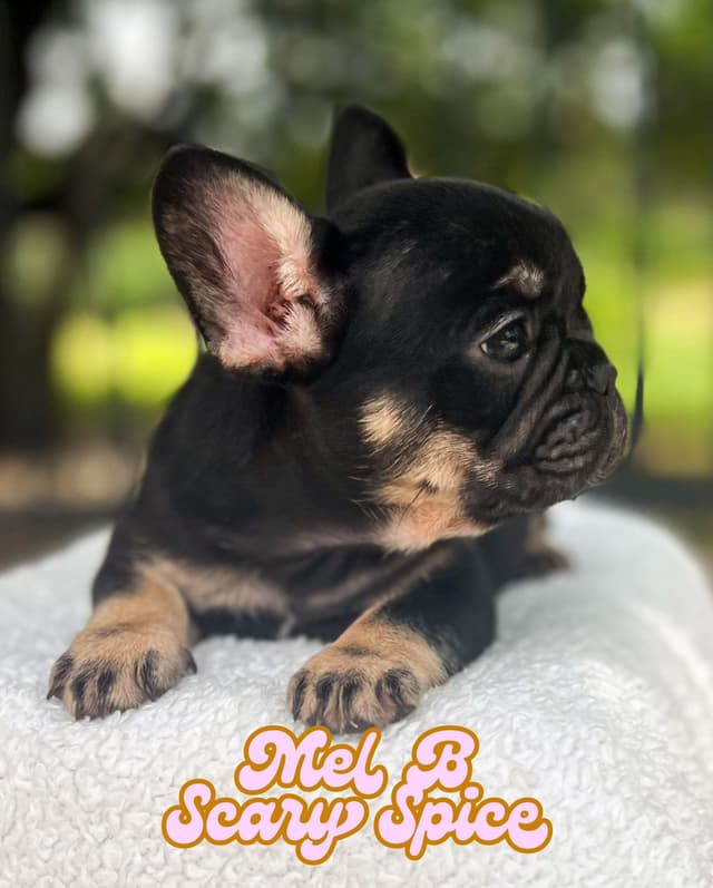 French Bulldog Puppies (females) media 9