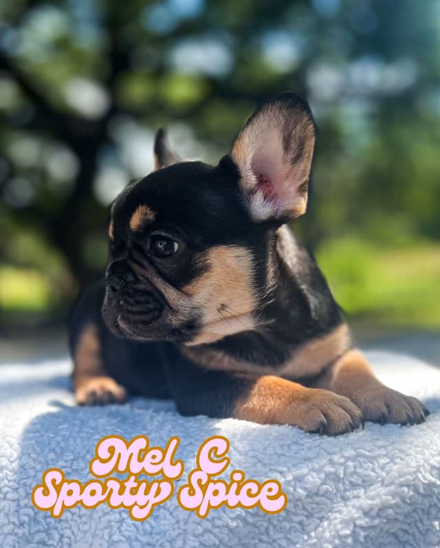 French Bulldog Puppies (females) media 10
