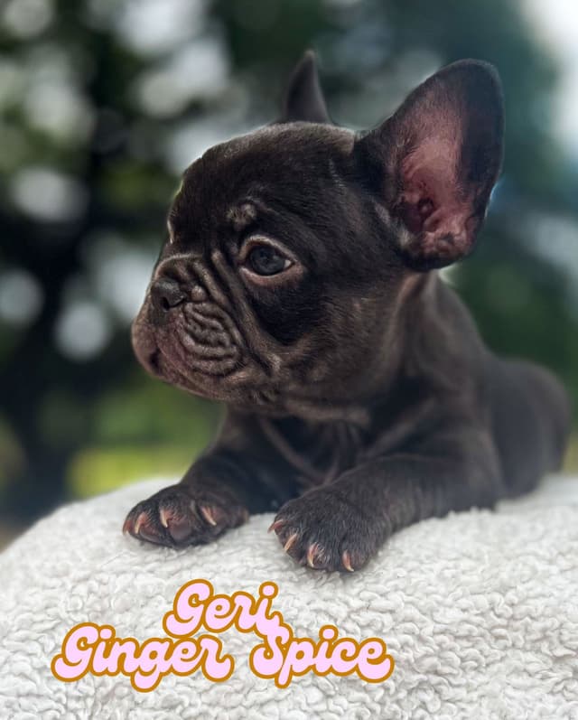 French Bulldog Puppies (females) media 11