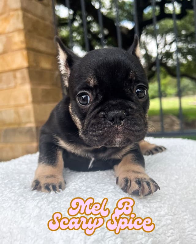 French Bulldog Puppies (females) media 14