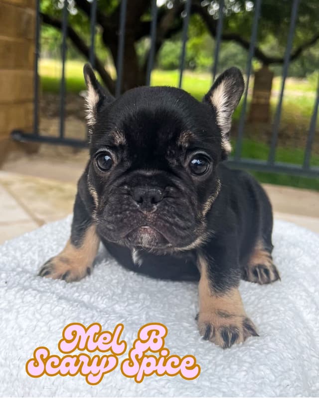 French Bulldog Puppies (females) media 13