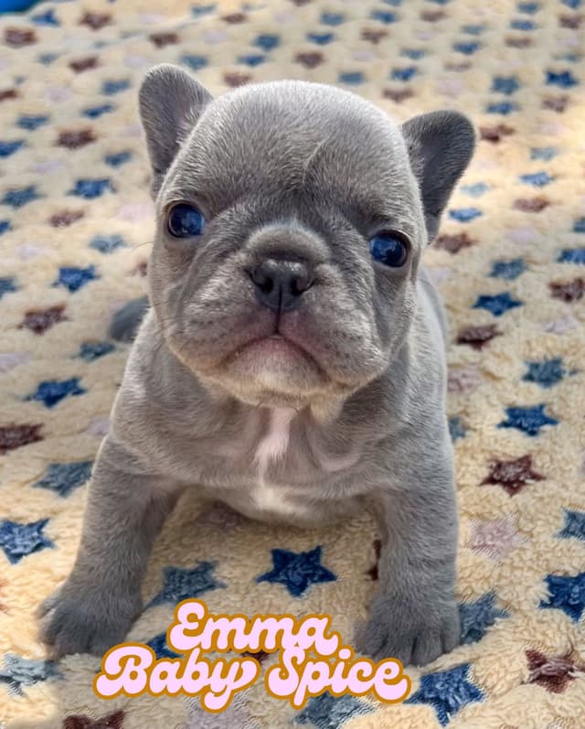 French Bulldog Puppies (females) media 20