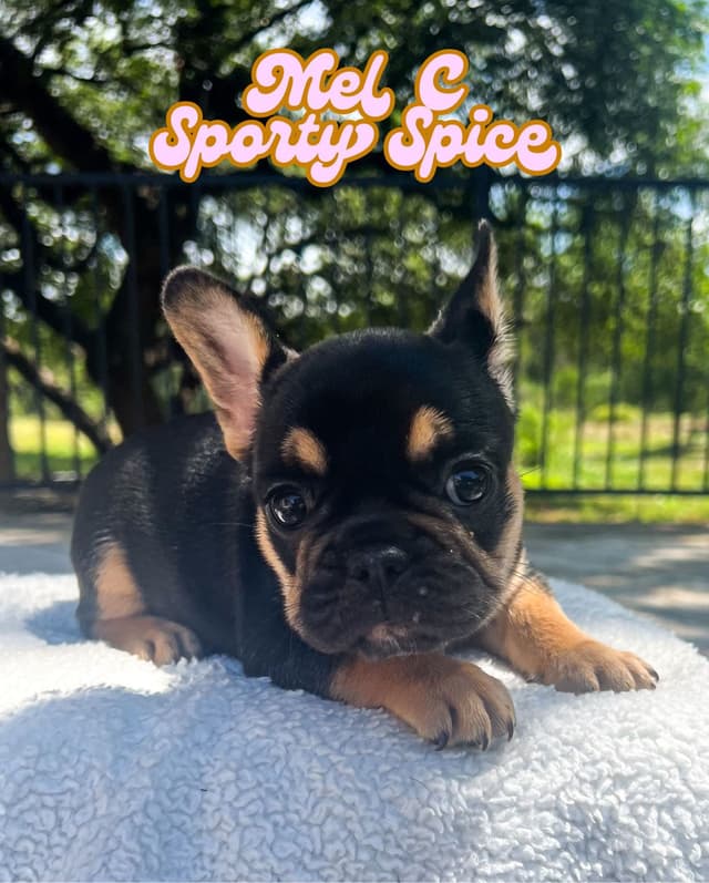 French Bulldog Puppies (females) media 15