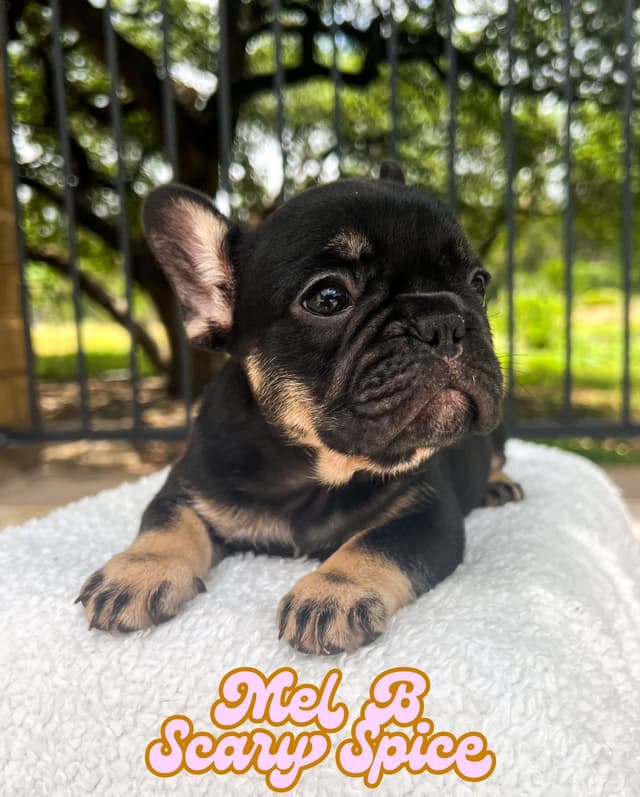 French Bulldog Puppies (females) media 16