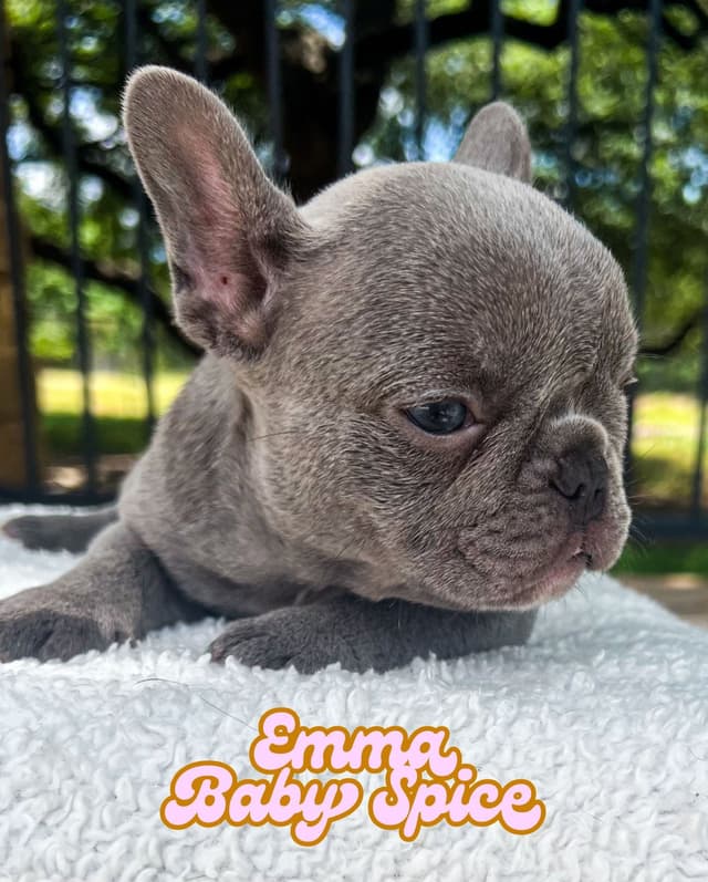 French Bulldog Puppies (females) media 19