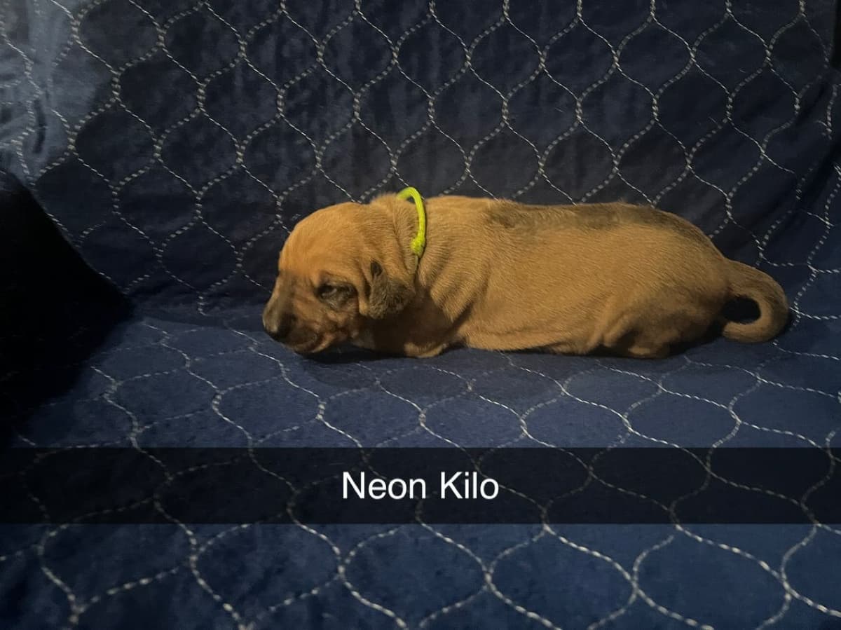 Rhodesian Ridgeback Puppies breeder image 11