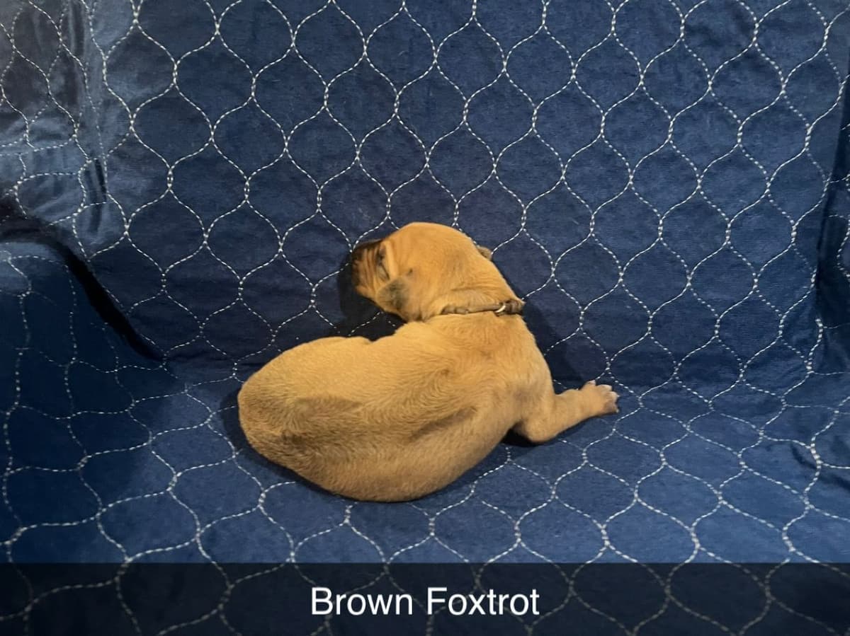Rhodesian Ridgeback Puppies breeder image 6