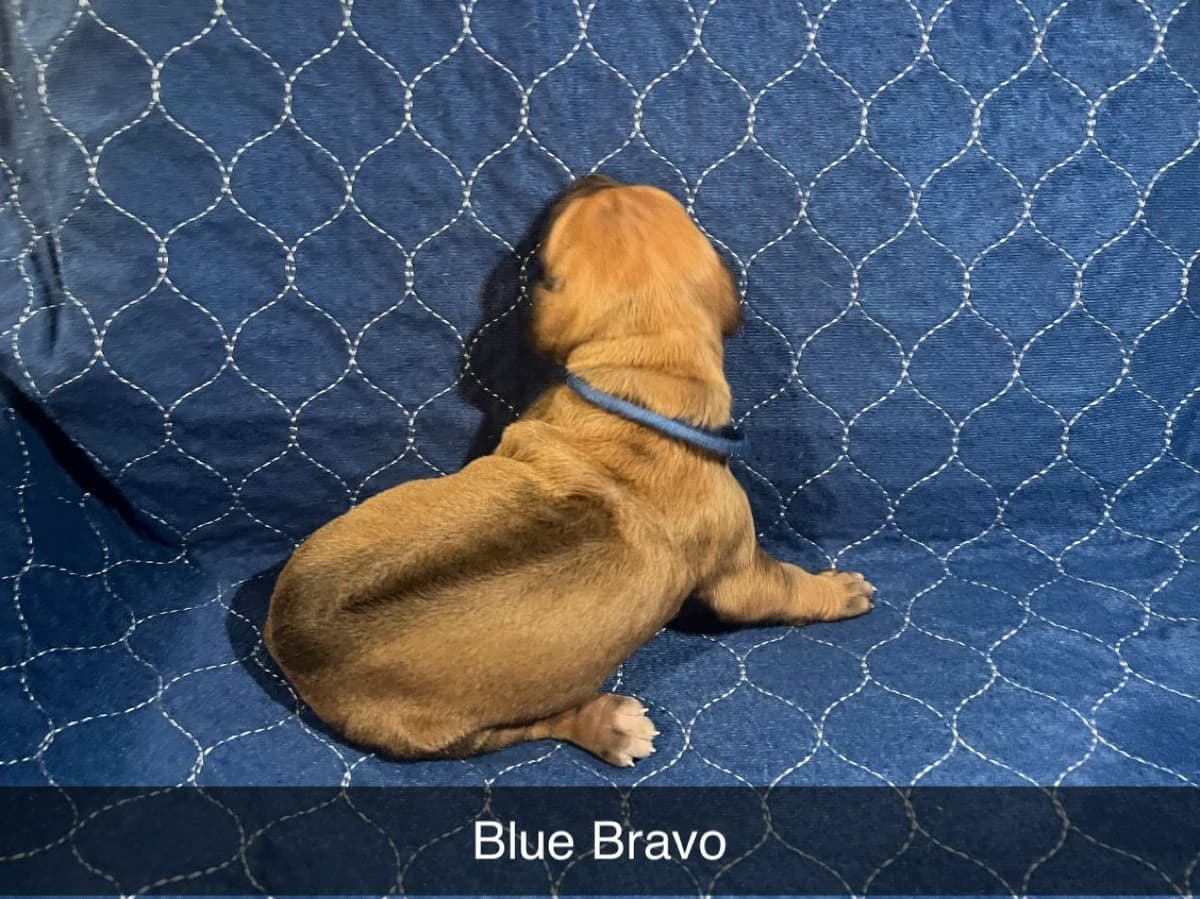 Rhodesian Ridgeback Puppies breeder image 2