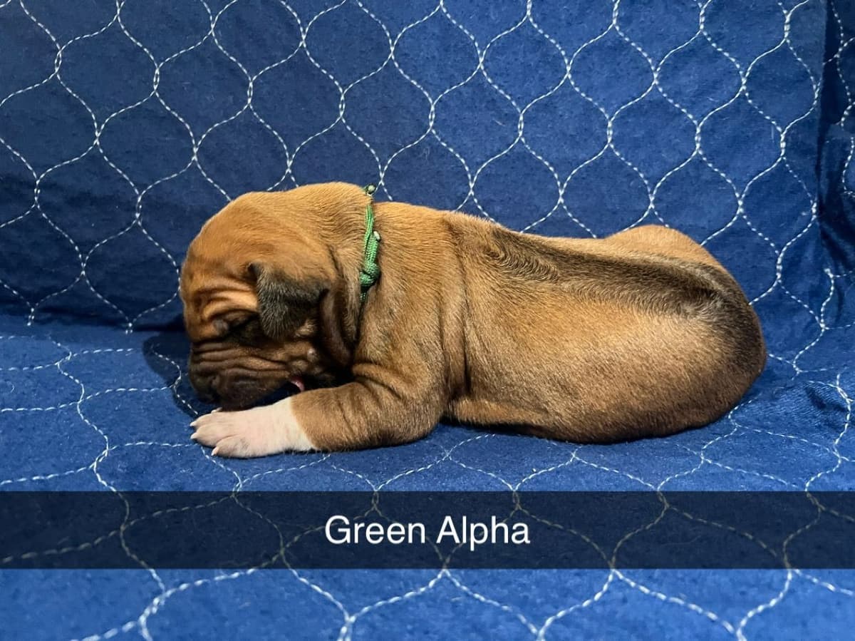 Rhodesian Ridgeback Puppies breeder image 1